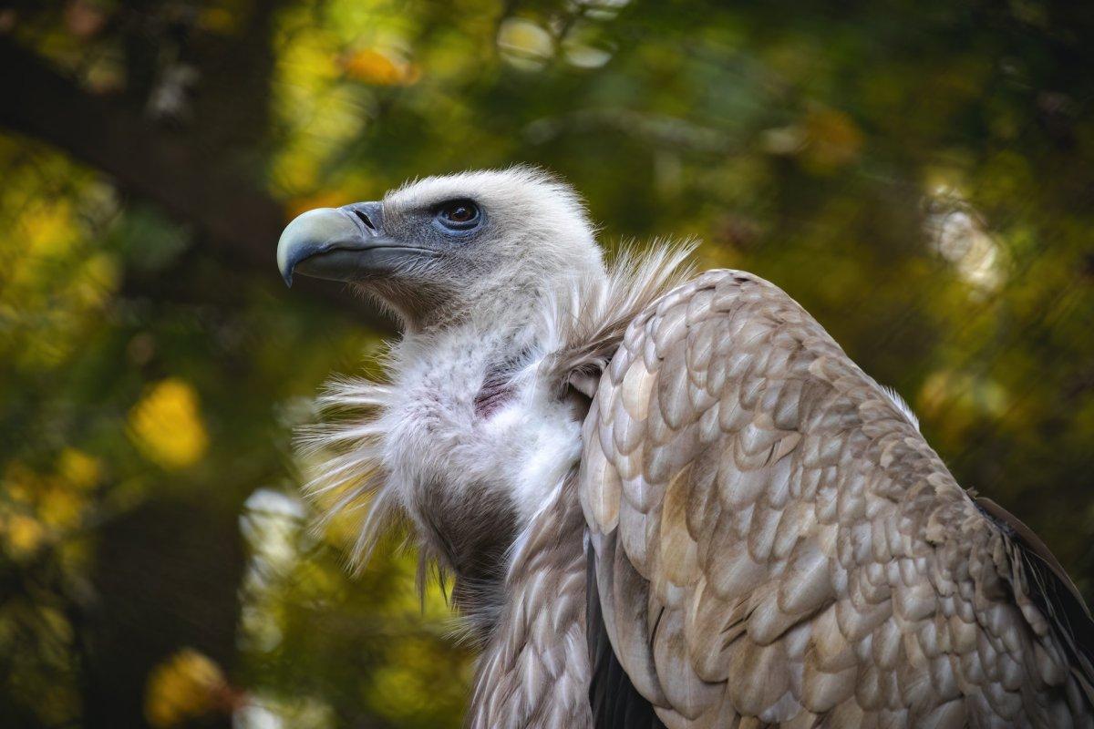 himalayan vulture is one of the animals in tajikistan