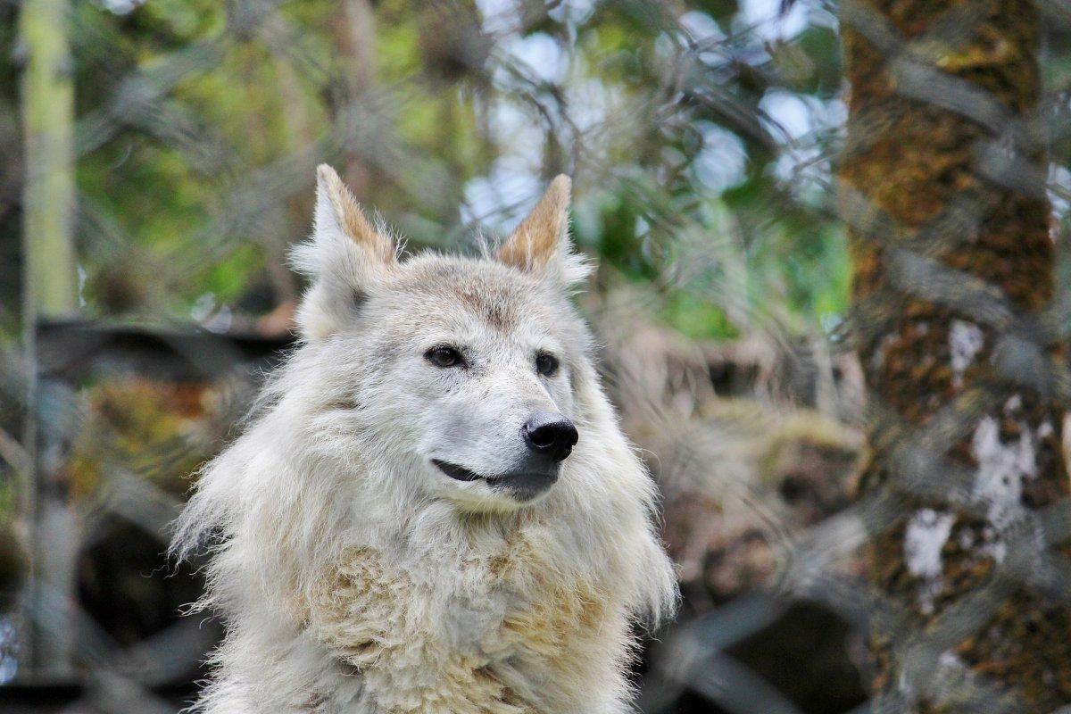 himalayan wolf is one of the animals only found in nepal