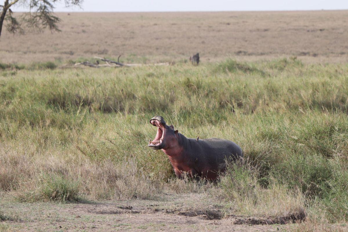 hippopotamus is part of the tanzania animals list