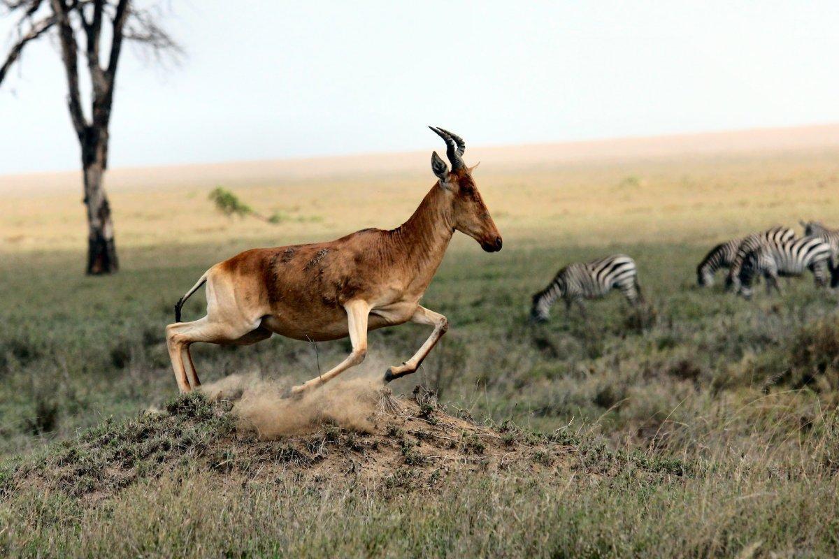 hirola is one of the animals native to kenya