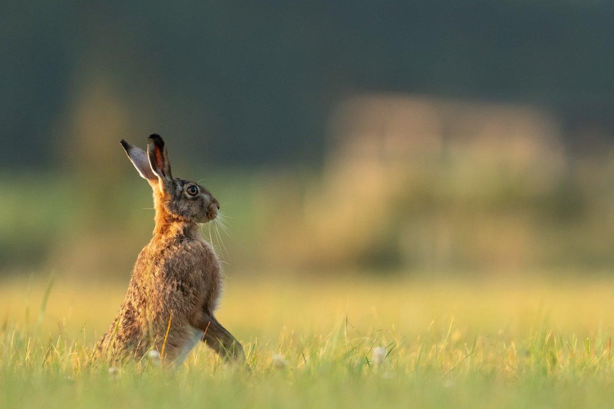 hispid hare is part of the bangladesh wildlife