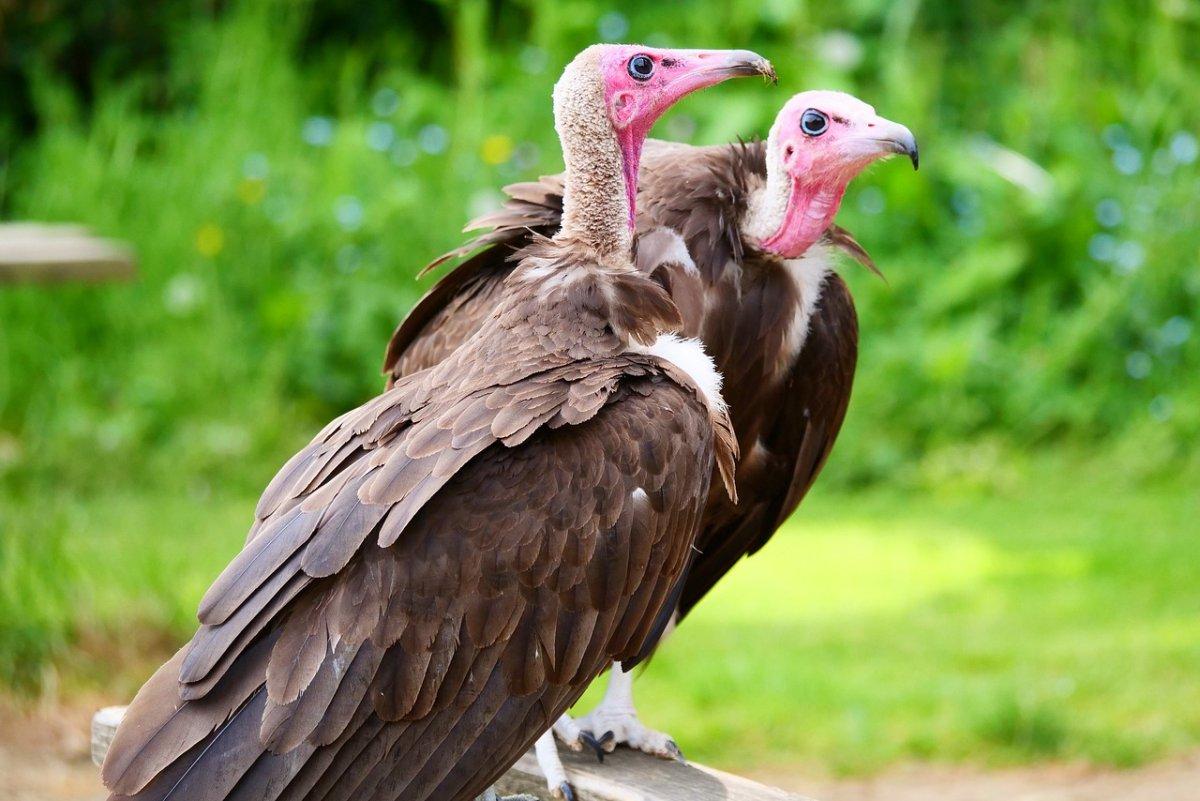 hooded vulture is among the rwanda animals