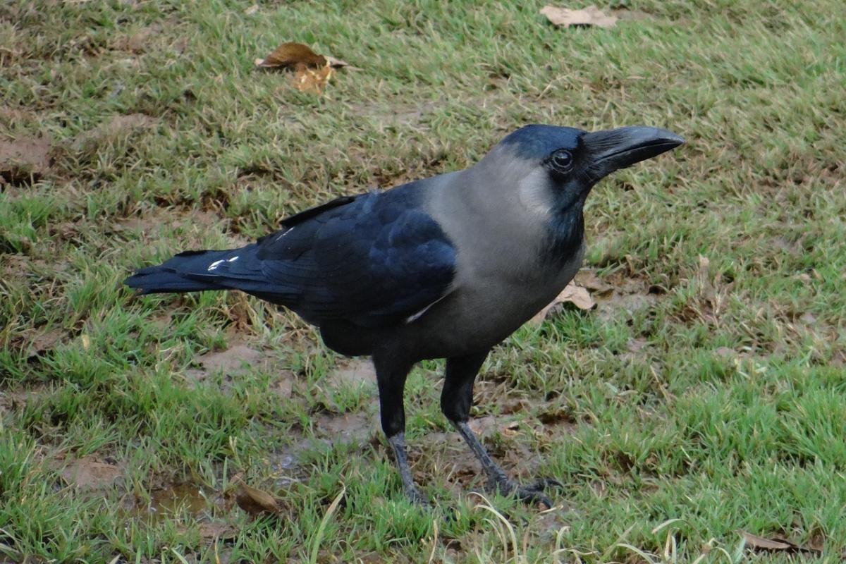 house crow