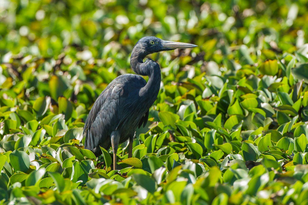 humblot's heron is part of the animal life in madagascar