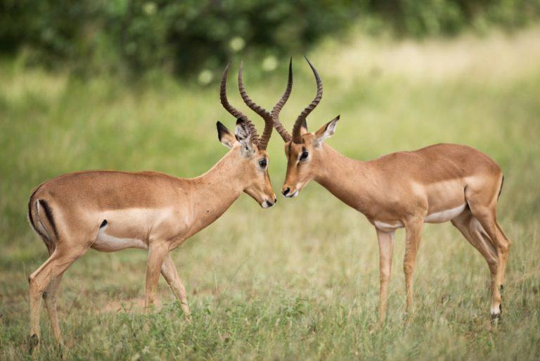 33 Wild Animals in South Africa [Wildlife in South Africa] - Kevmrc