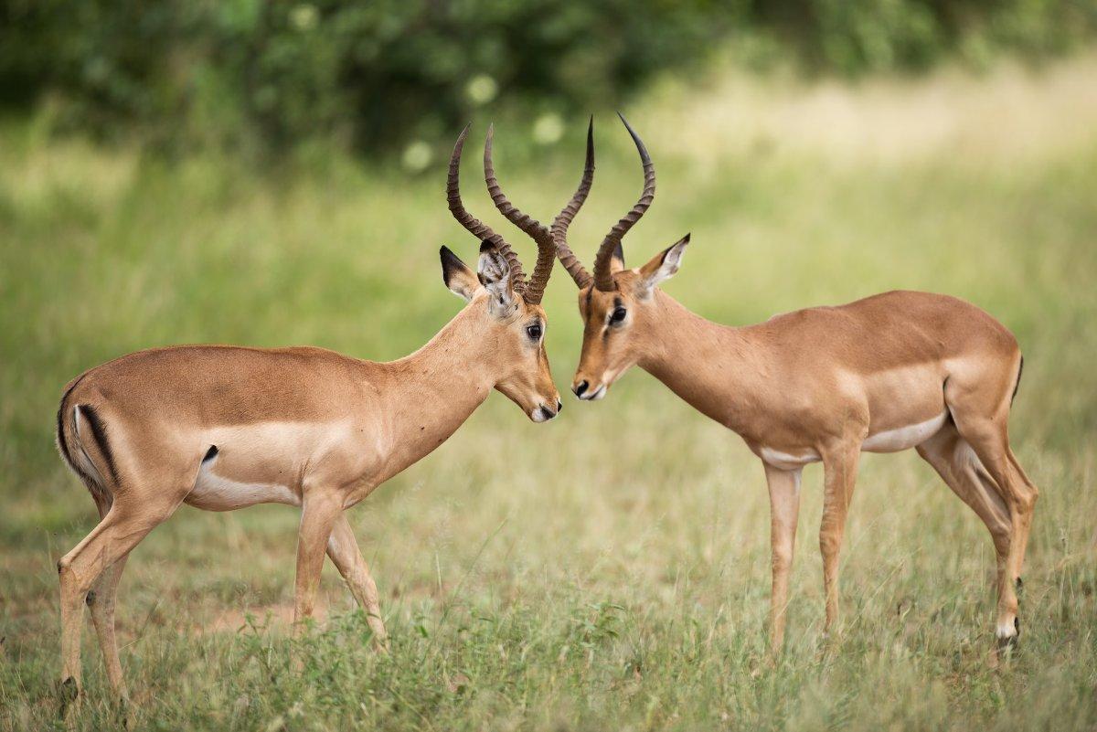 impala is one of the wild animals south africa has on its land