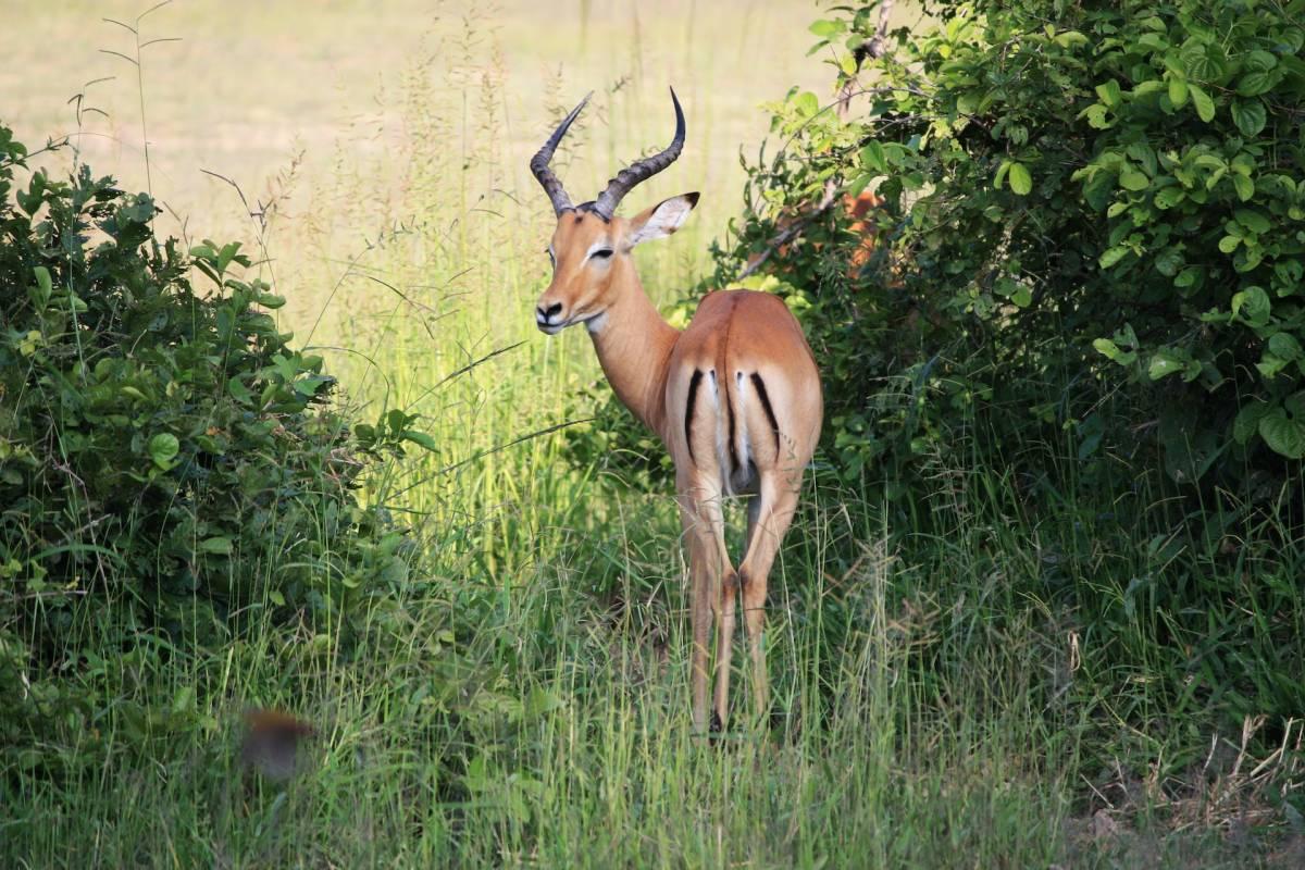 impala