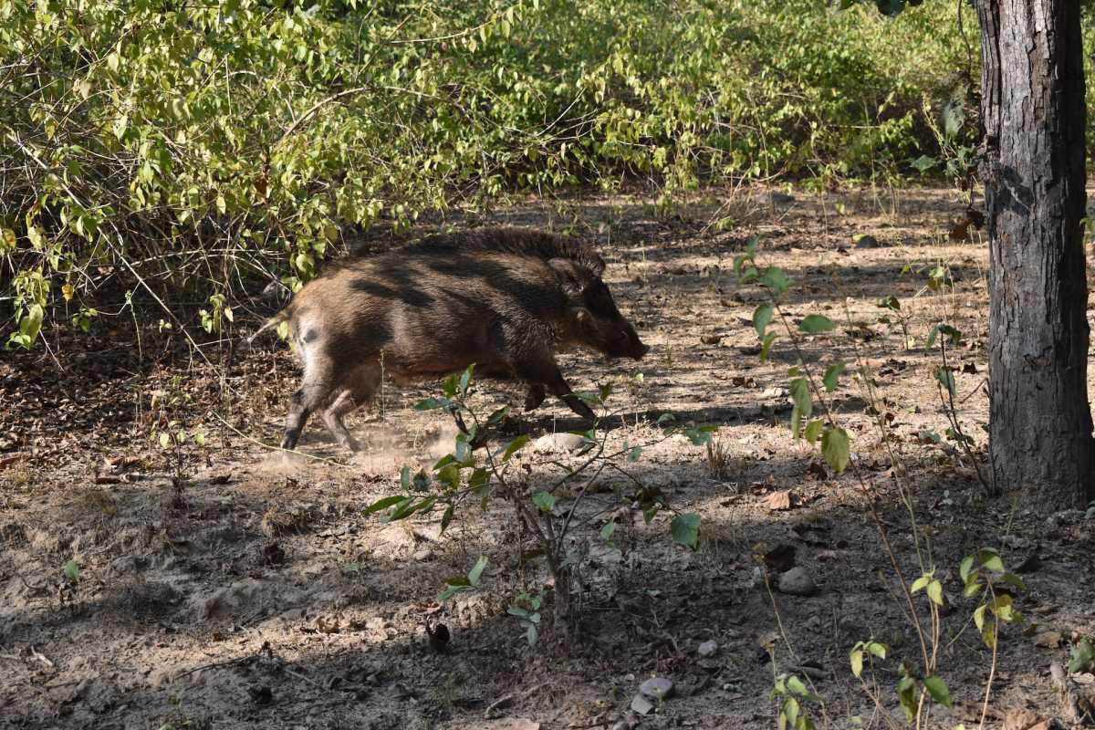 indian boar is part of the list of animals in india