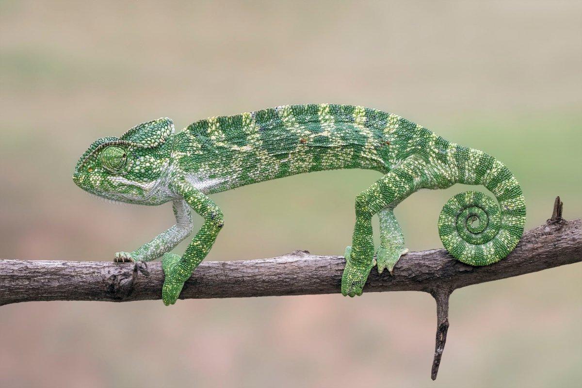 indian chameleon is one of the wild animals sri lanka has on its land