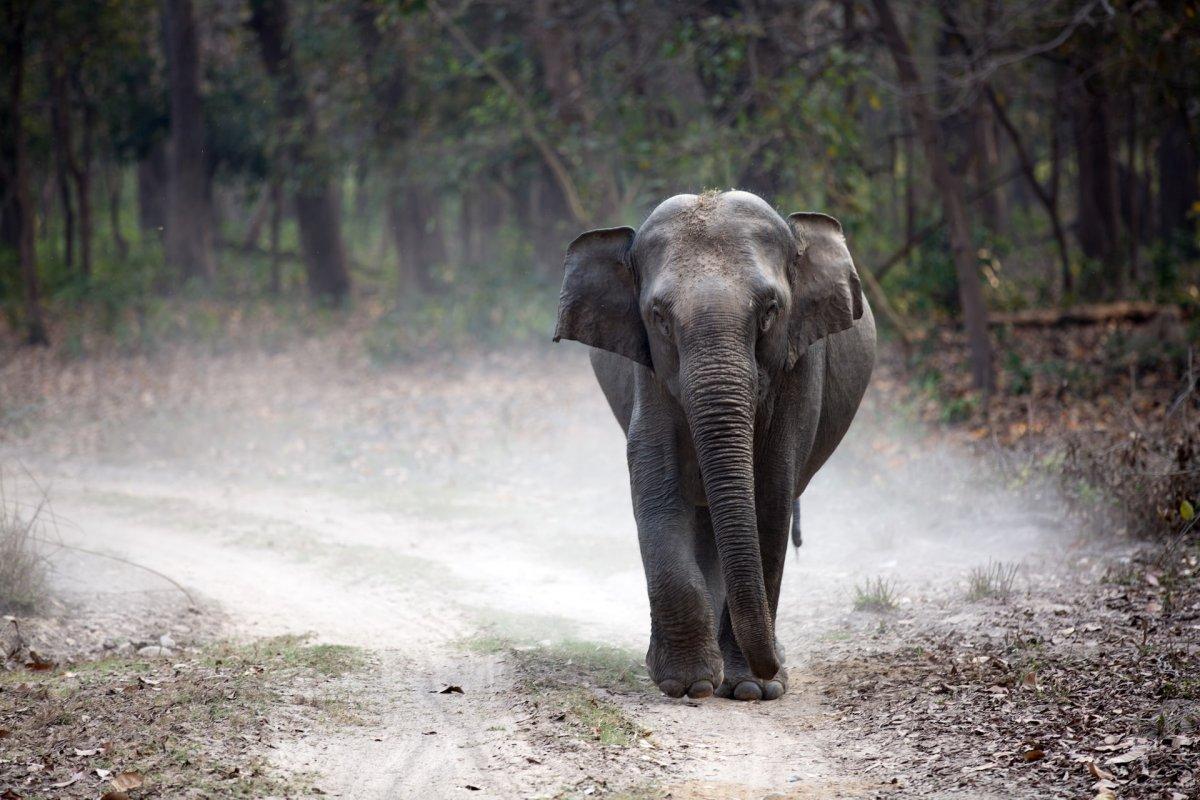 indian elephant is among the wild animals vietnam has on its land