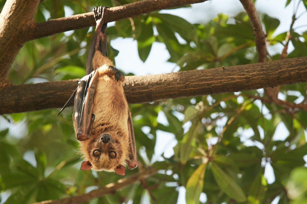 indian flying fox