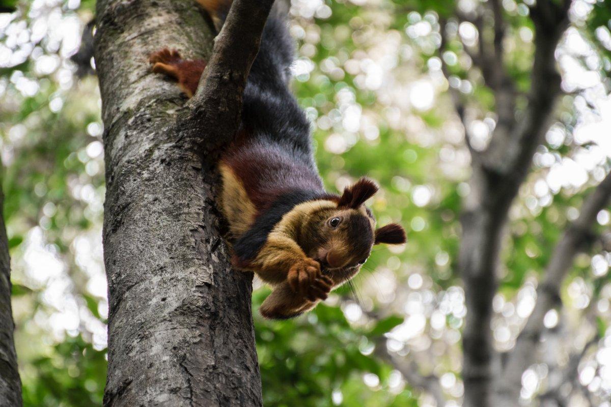 indian giant squirrel is one of the wild indian animals