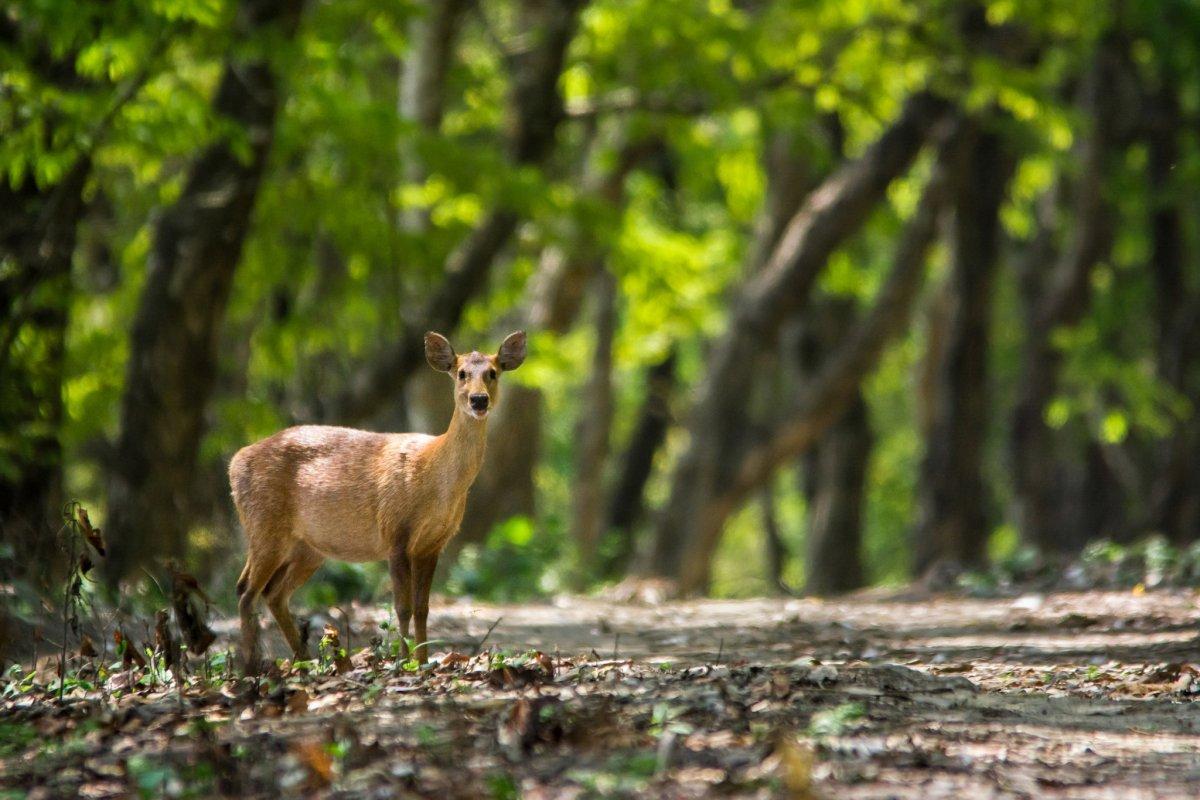 indian hog deer is part of the wildlife in bangladesh