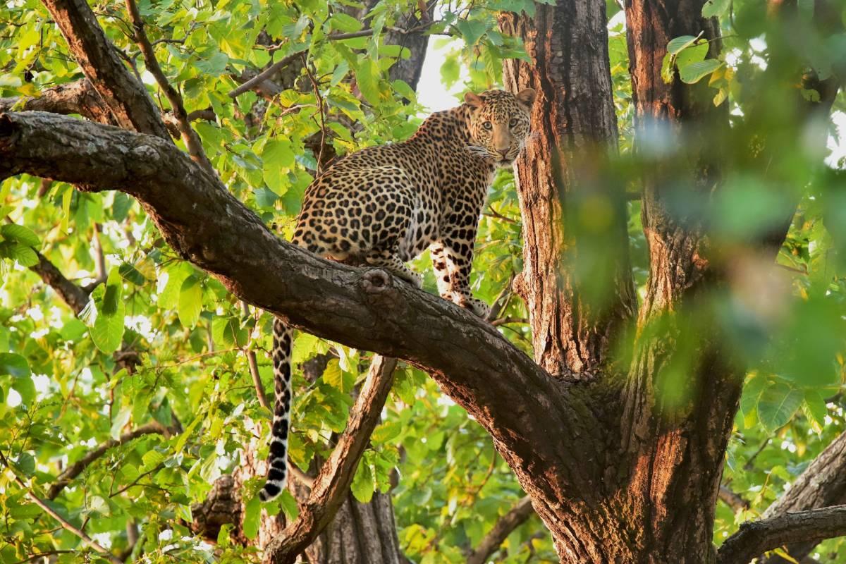 indian leopard is among the wild animals india