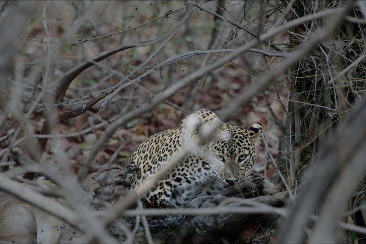 indian leopard