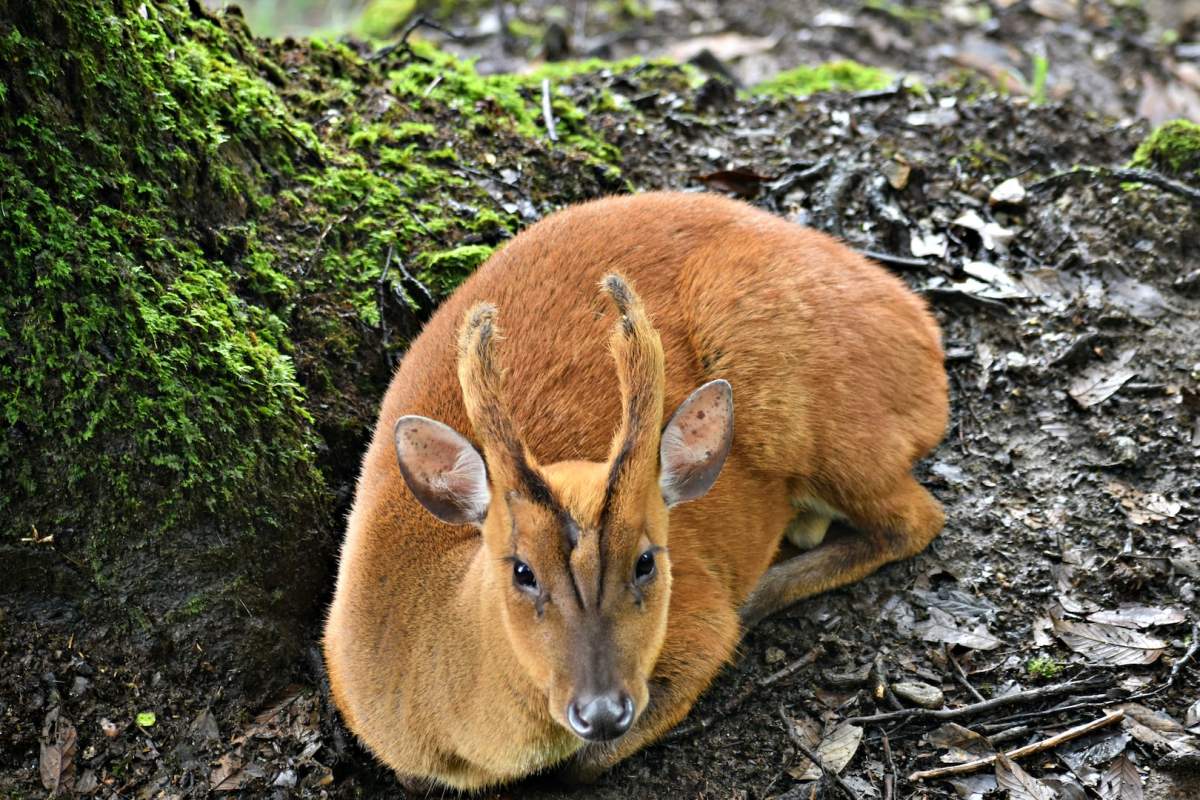 indian muntjac is one of the malaysia animals