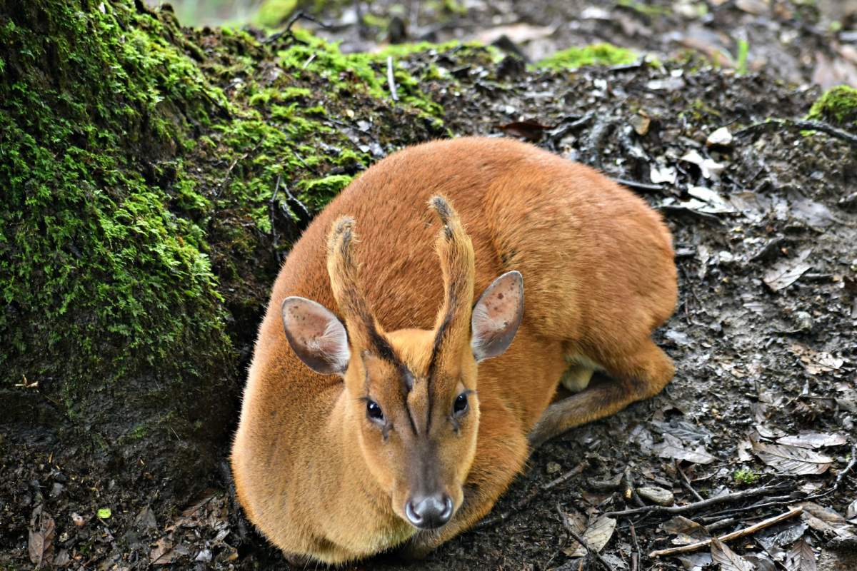 indian muntjac