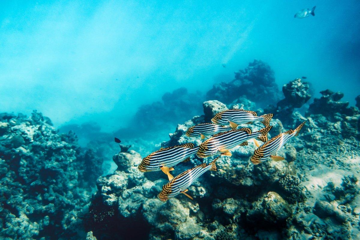 indian ocean oriental sweetlips