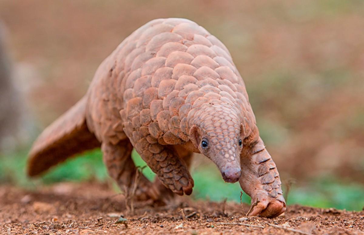 indian pangolin is one of the endangered animals in bangladesh