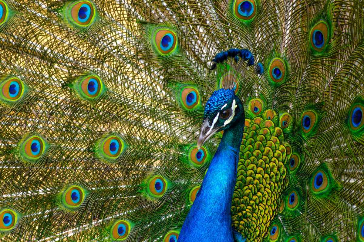 indian peafowl is one of the animals india has on its land