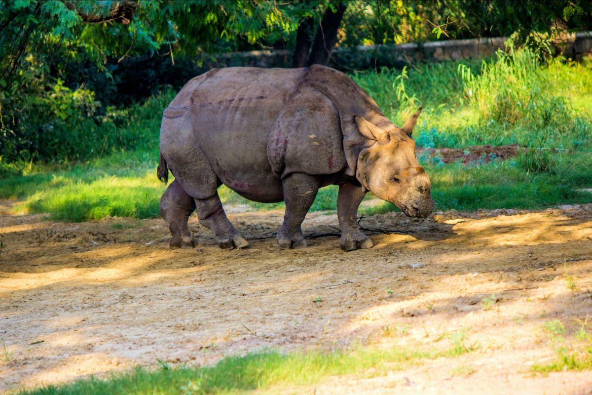 indian rhinoceros is one of the rare animals of nepal