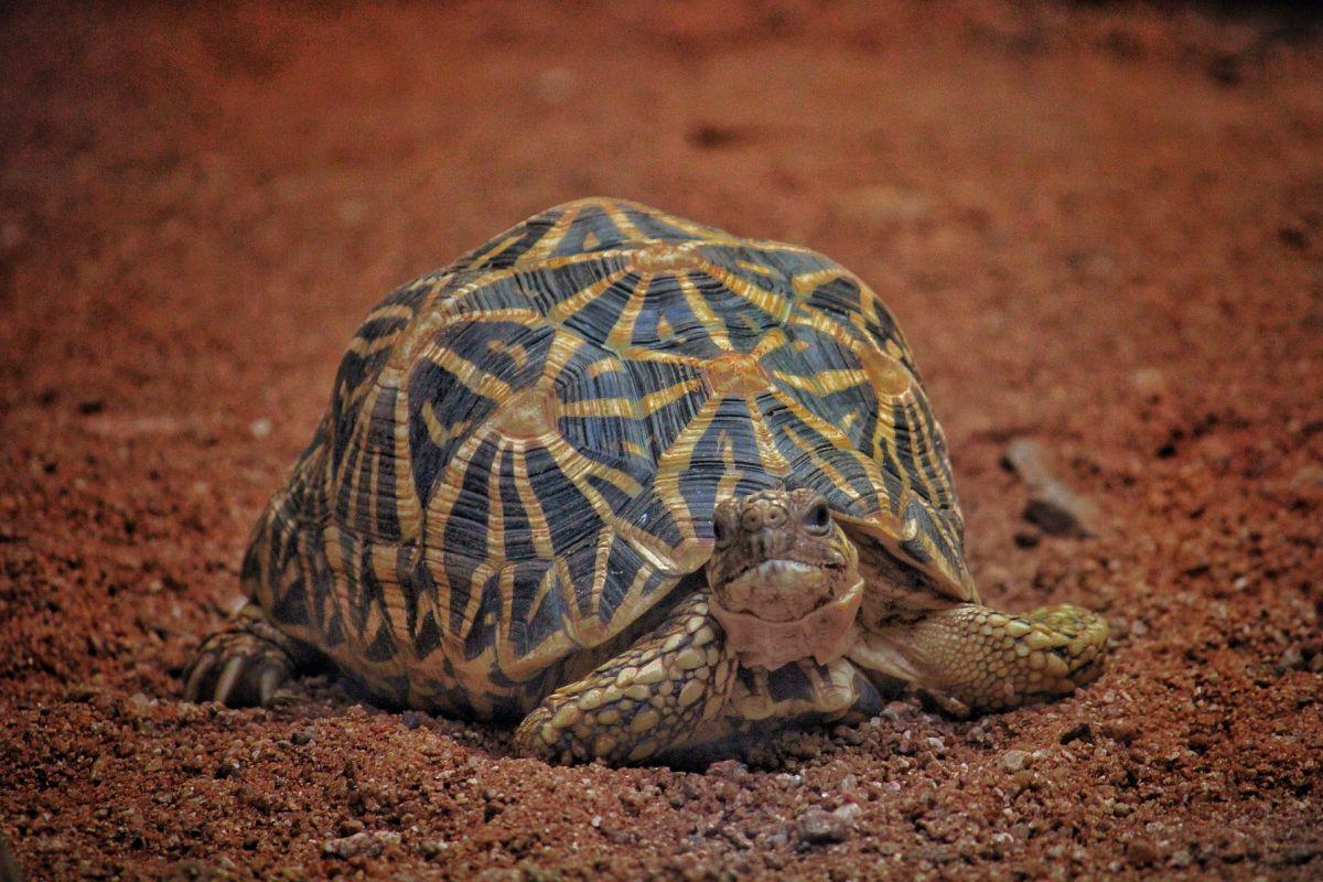 indian star tortoise is one of the endemic animals of sri lanka