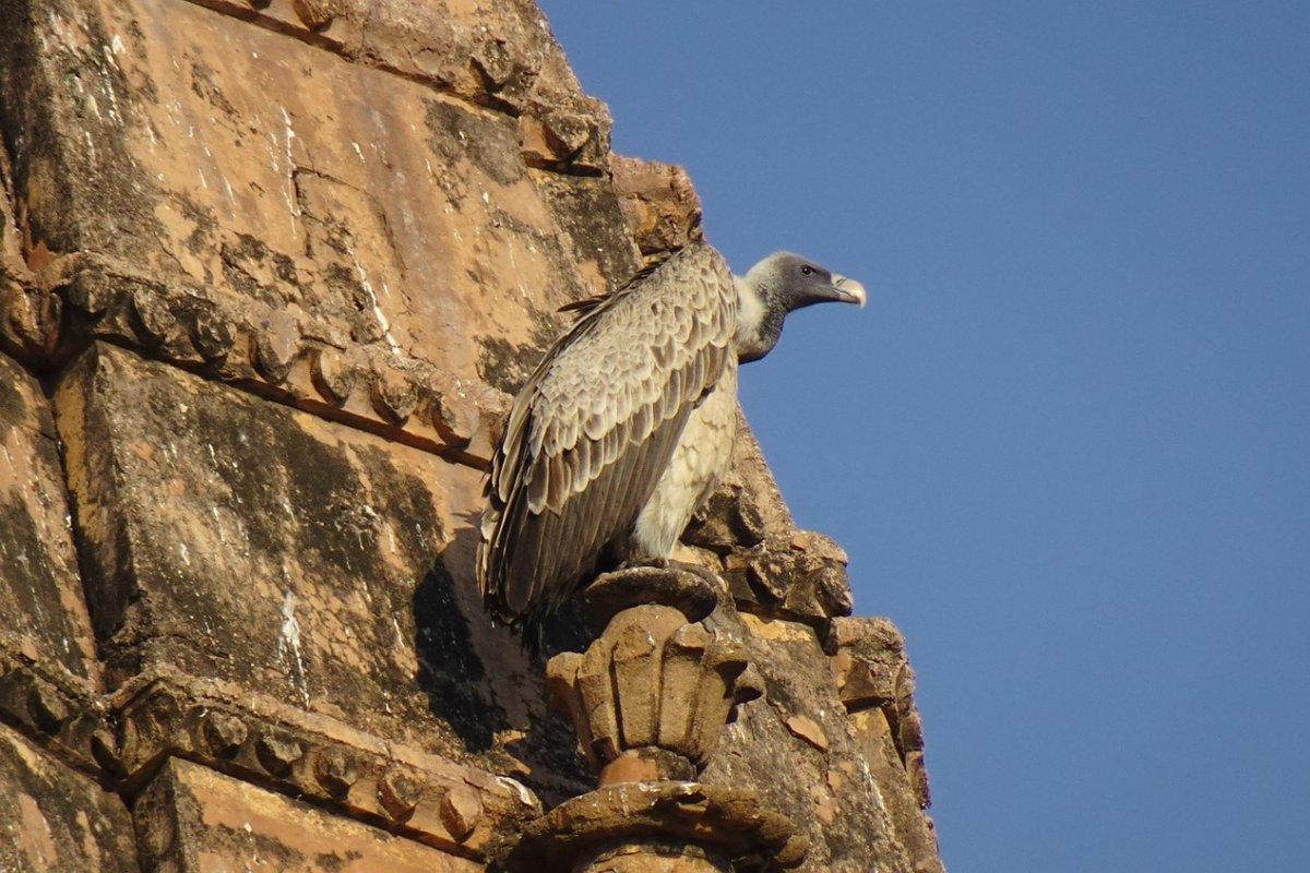 indian vulture is one of the critically endangered species in india