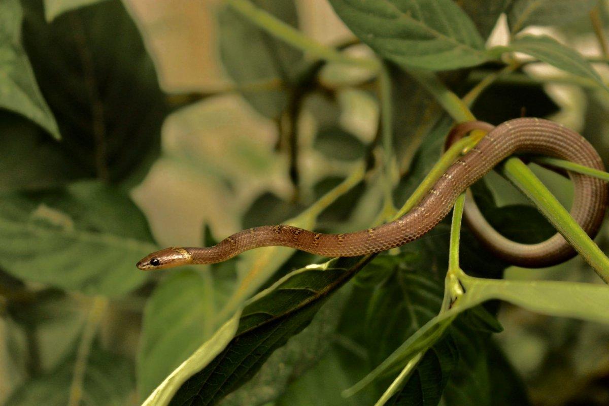 indian wolf snake