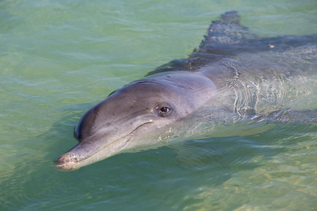 indo-pacific bottlenose dolphin
