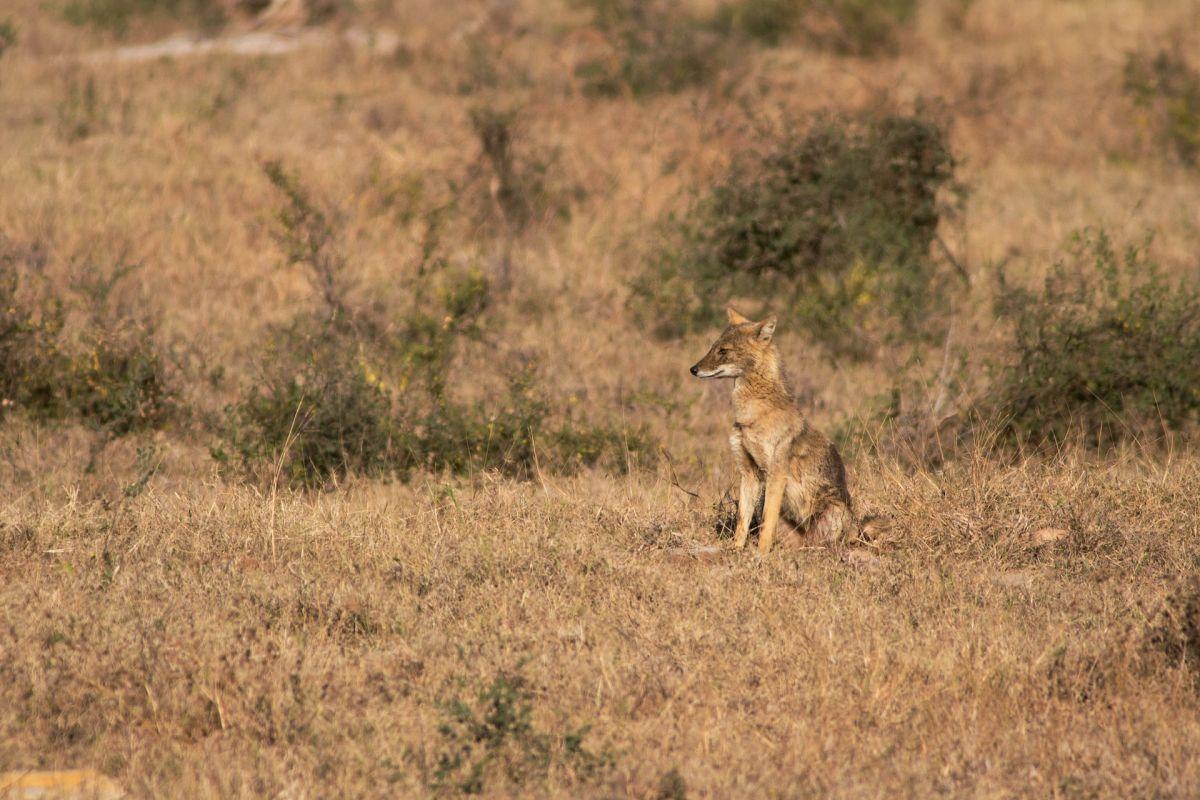 indochinese jackal is one of the animals of thailand