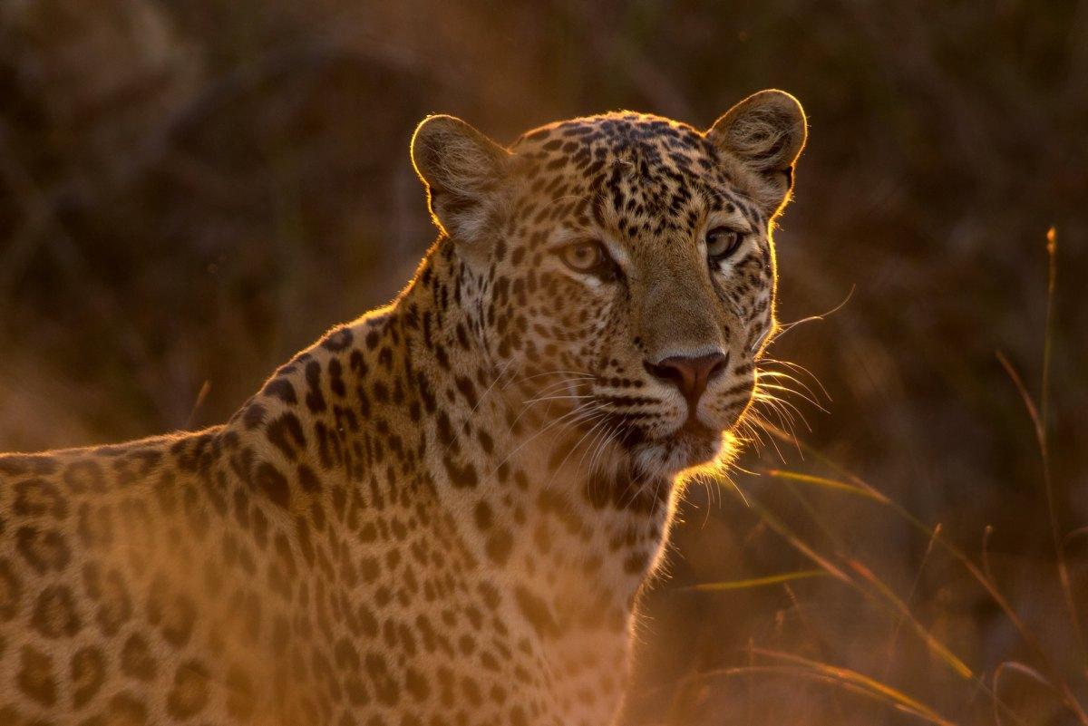 indochinese leopard is one of the rare animals in malaysia