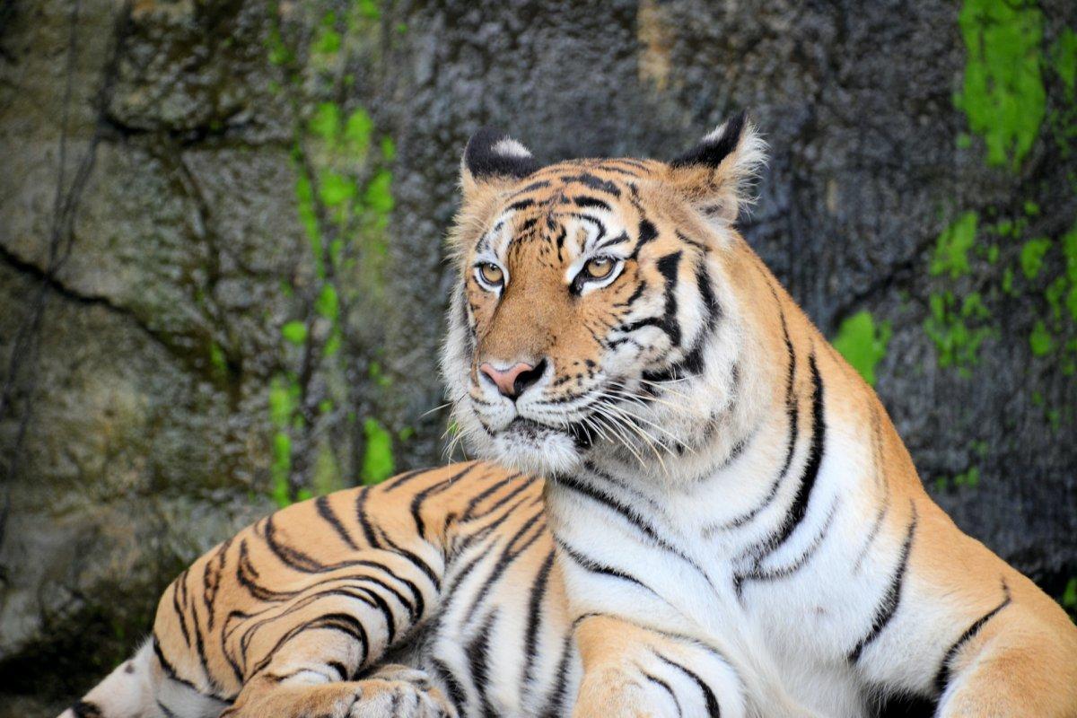 indochinese tiger is among the endangered animals vietnam has on its land