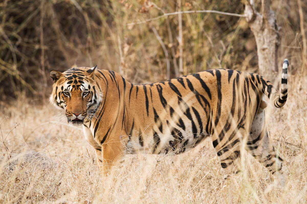 indochinese tiger is part of the thailand wildlife