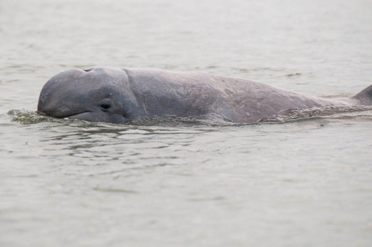 irrawaddy dolphin is among the endangered animals in cambodia