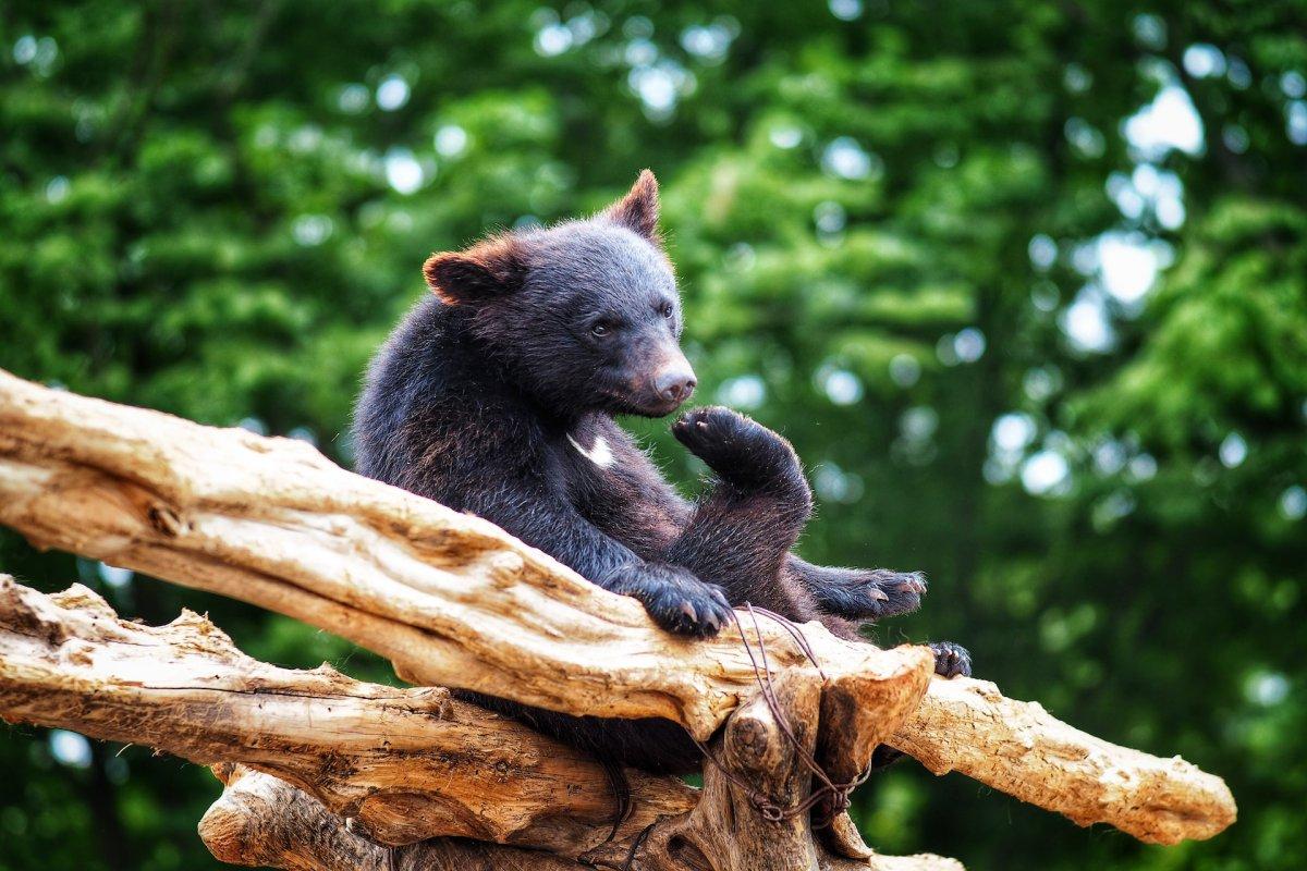 japanese black bear is one of the animals native to japan