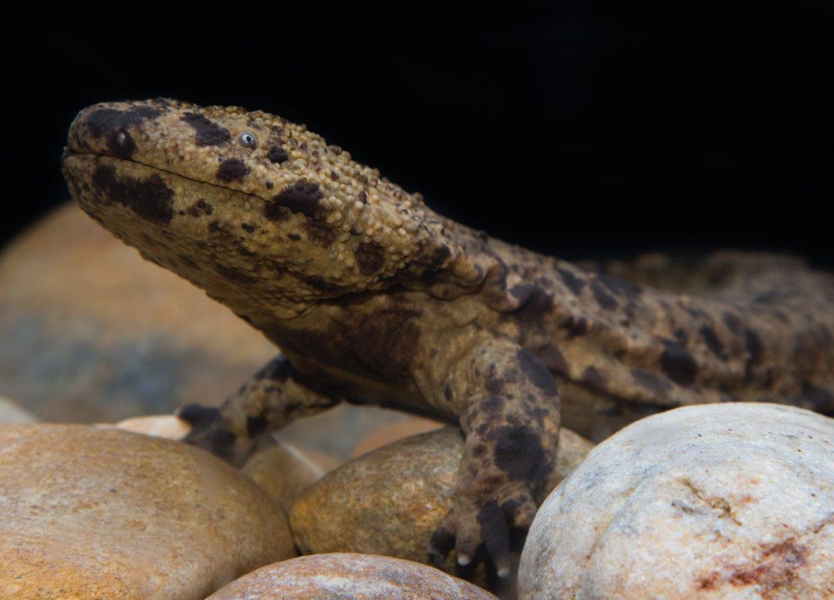 japanese giant salamander is one of the japanese native animals