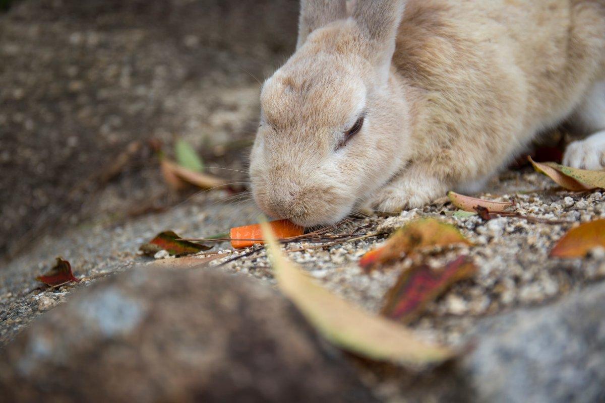 japanese hare is a japanese animal