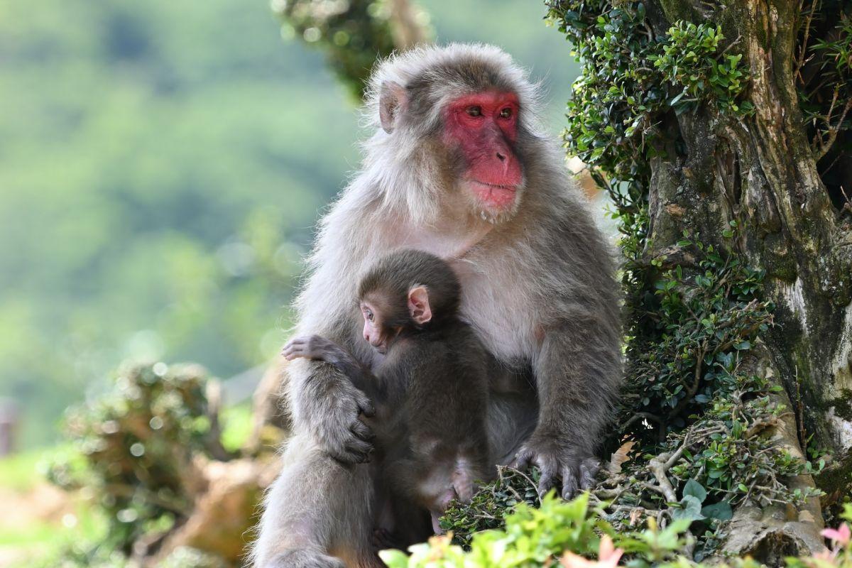 japanese macaque is part of the japan wildlife