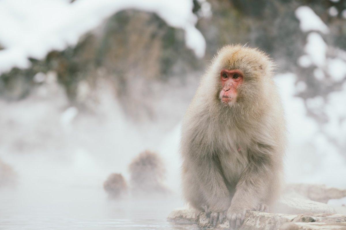 japanese macaque is the national animal in japan