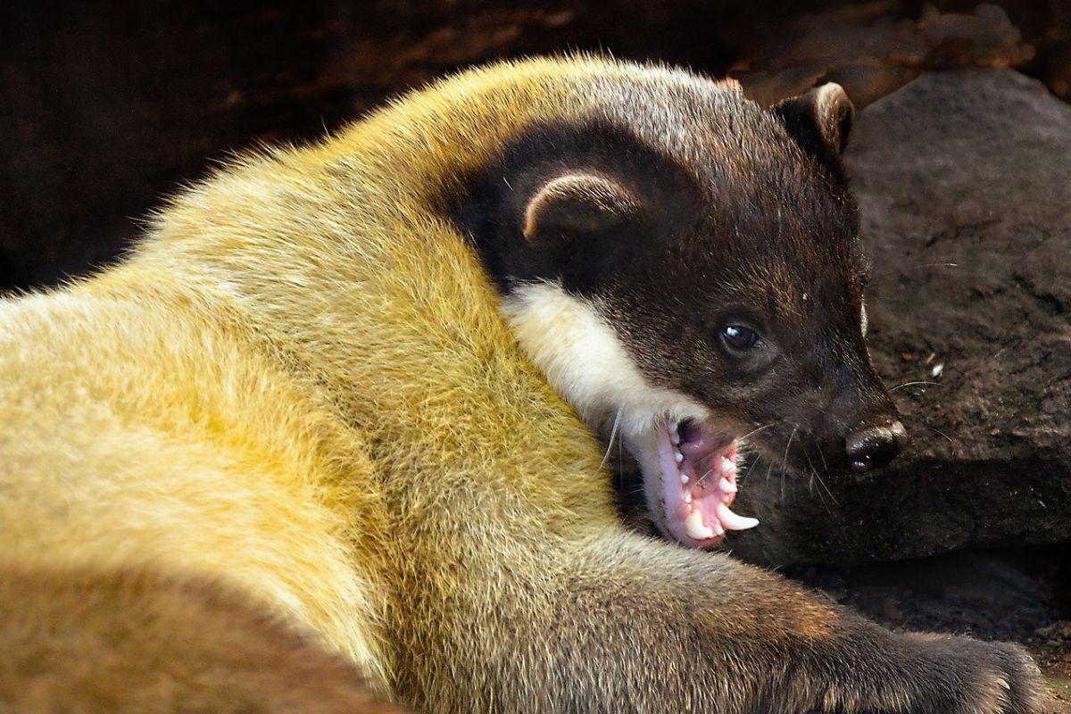 japanese marten is part of the wildlife in japan