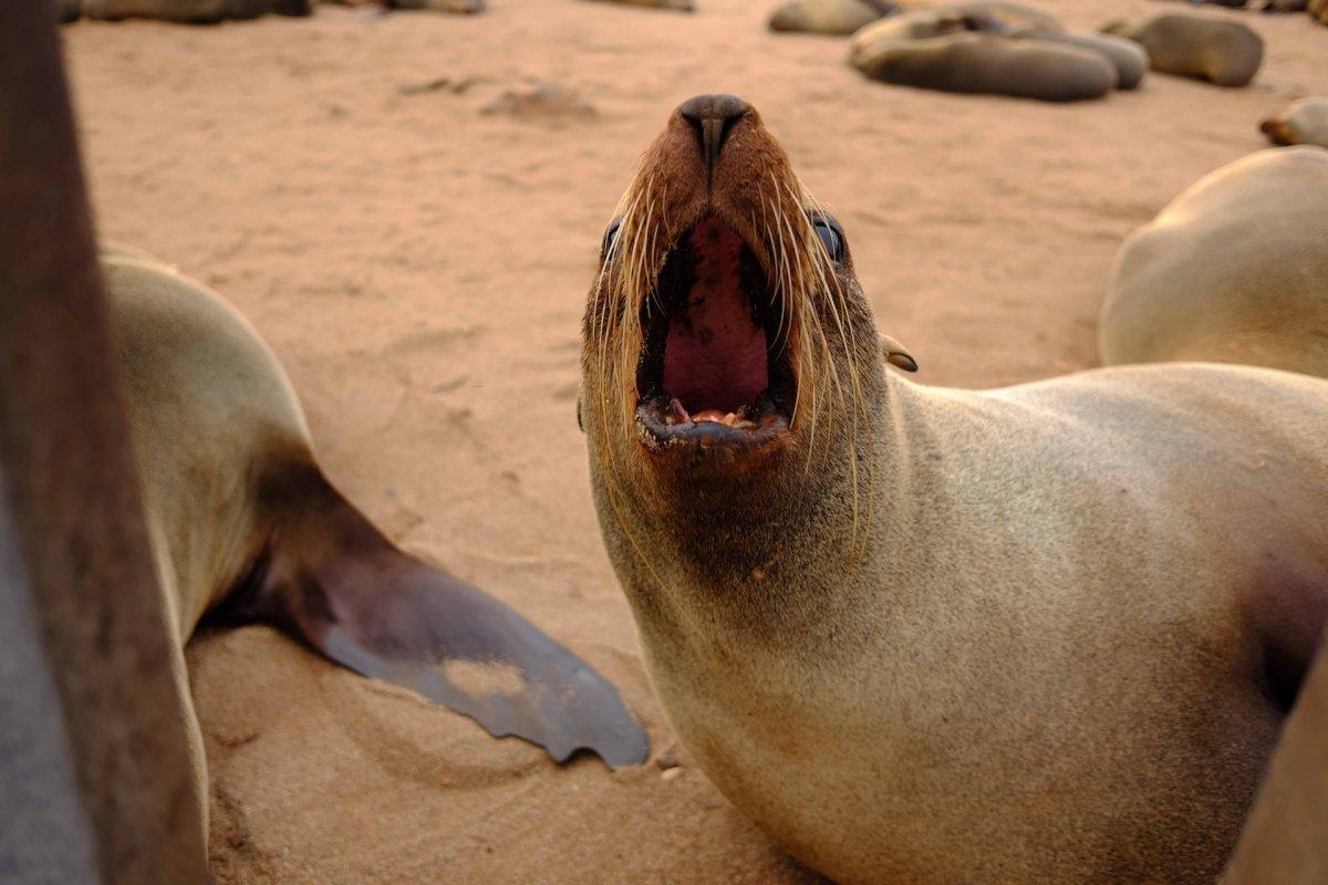 japanese sea lion counts in the animals native to north korea