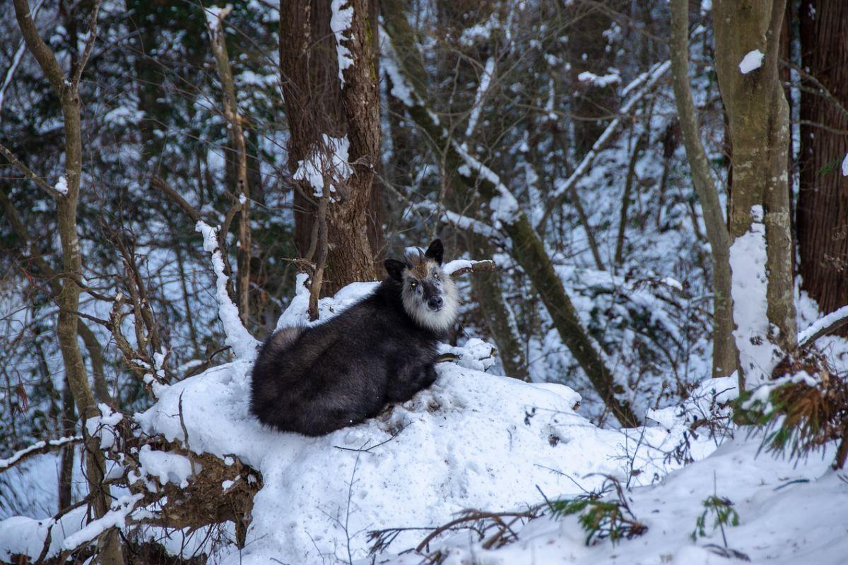 japanese serow is part of the wildlife of japan