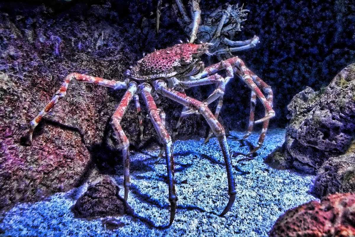 japanese spider crab is part of the japanese wildlife