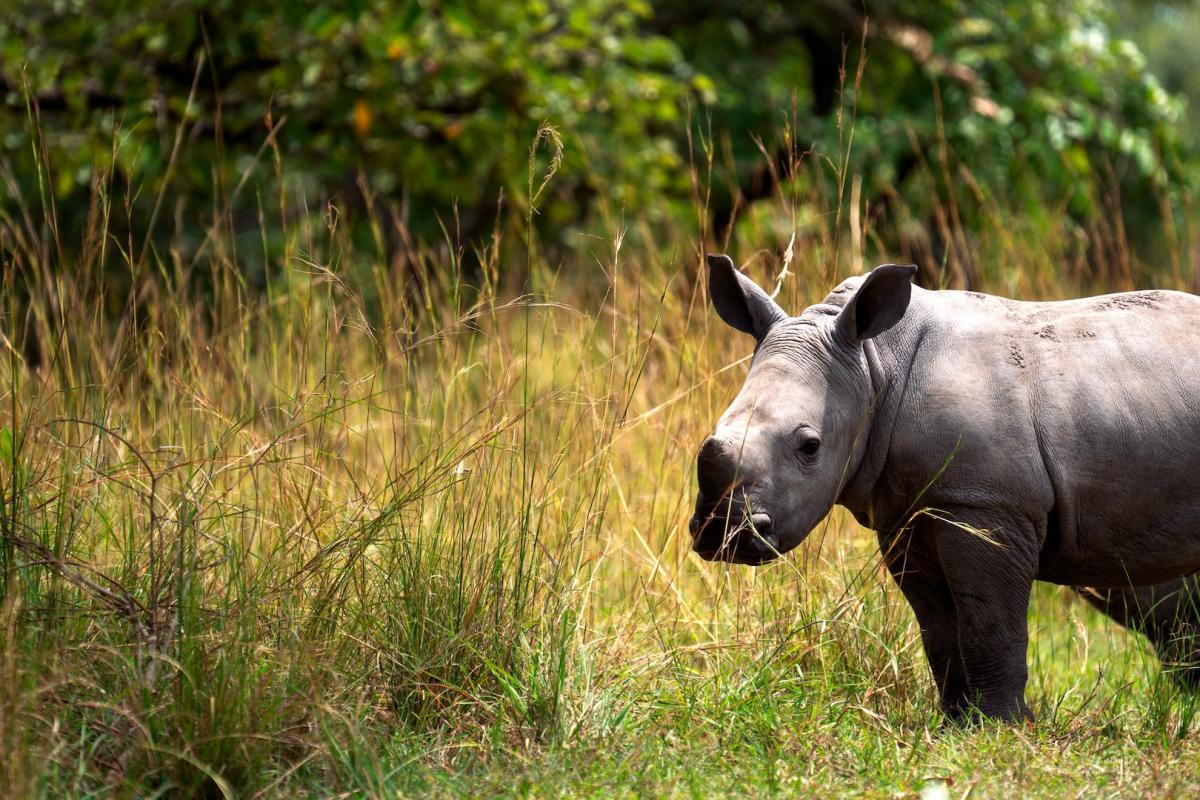 javan rhinoceros