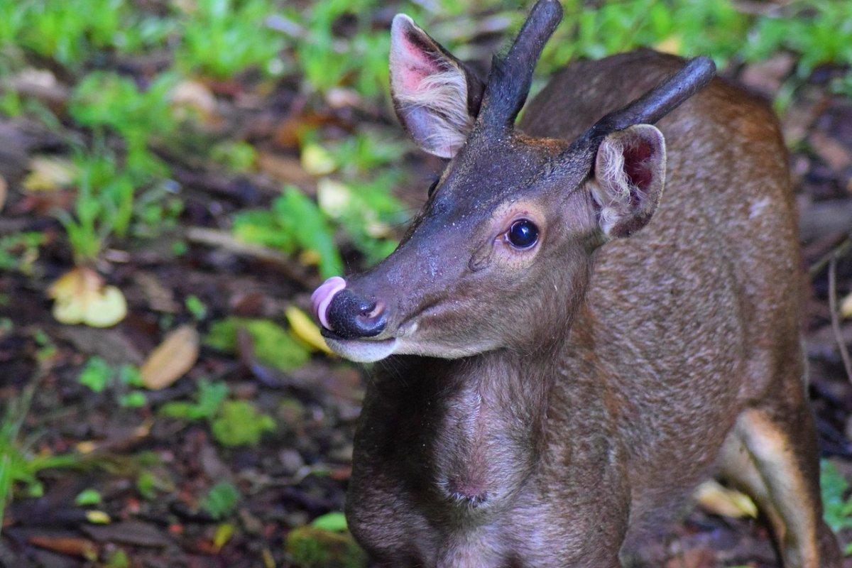 javan rusa is part of the mauritius wildlife