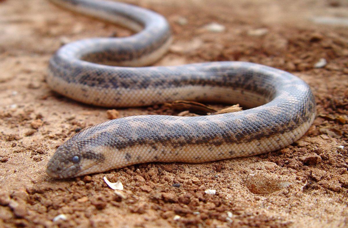 javelin sand boa is among the animals native to turkey