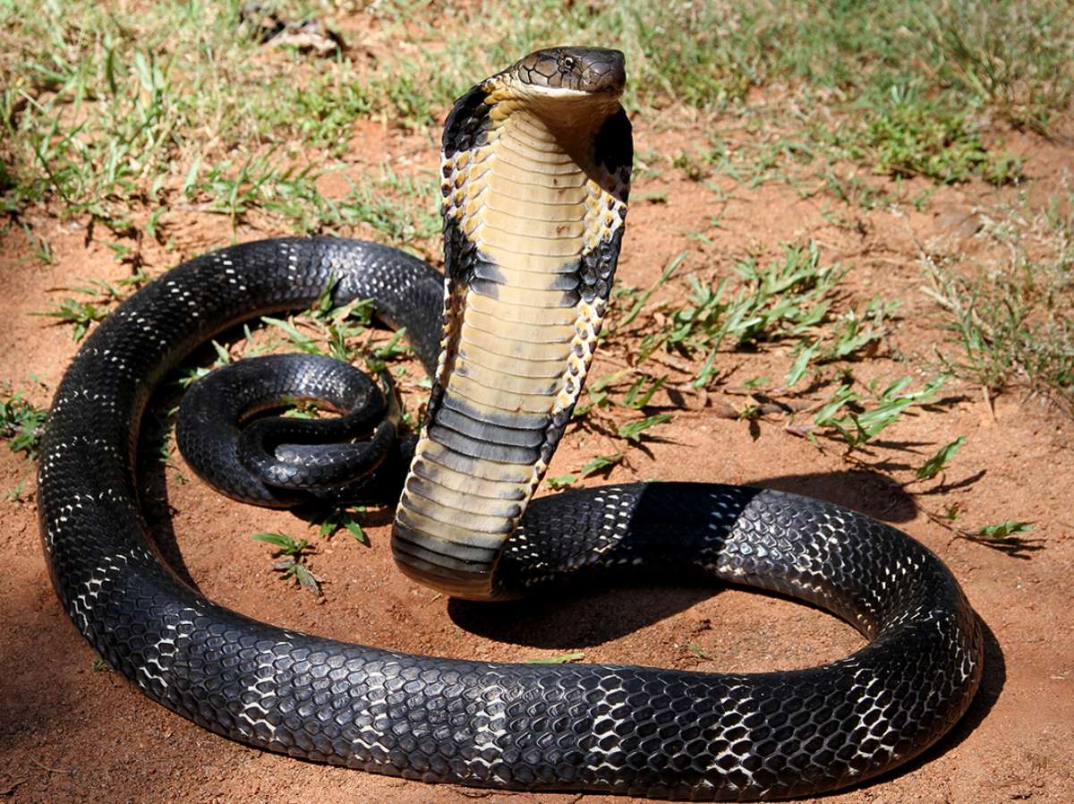 king cobra is one of the animals native to malaysia