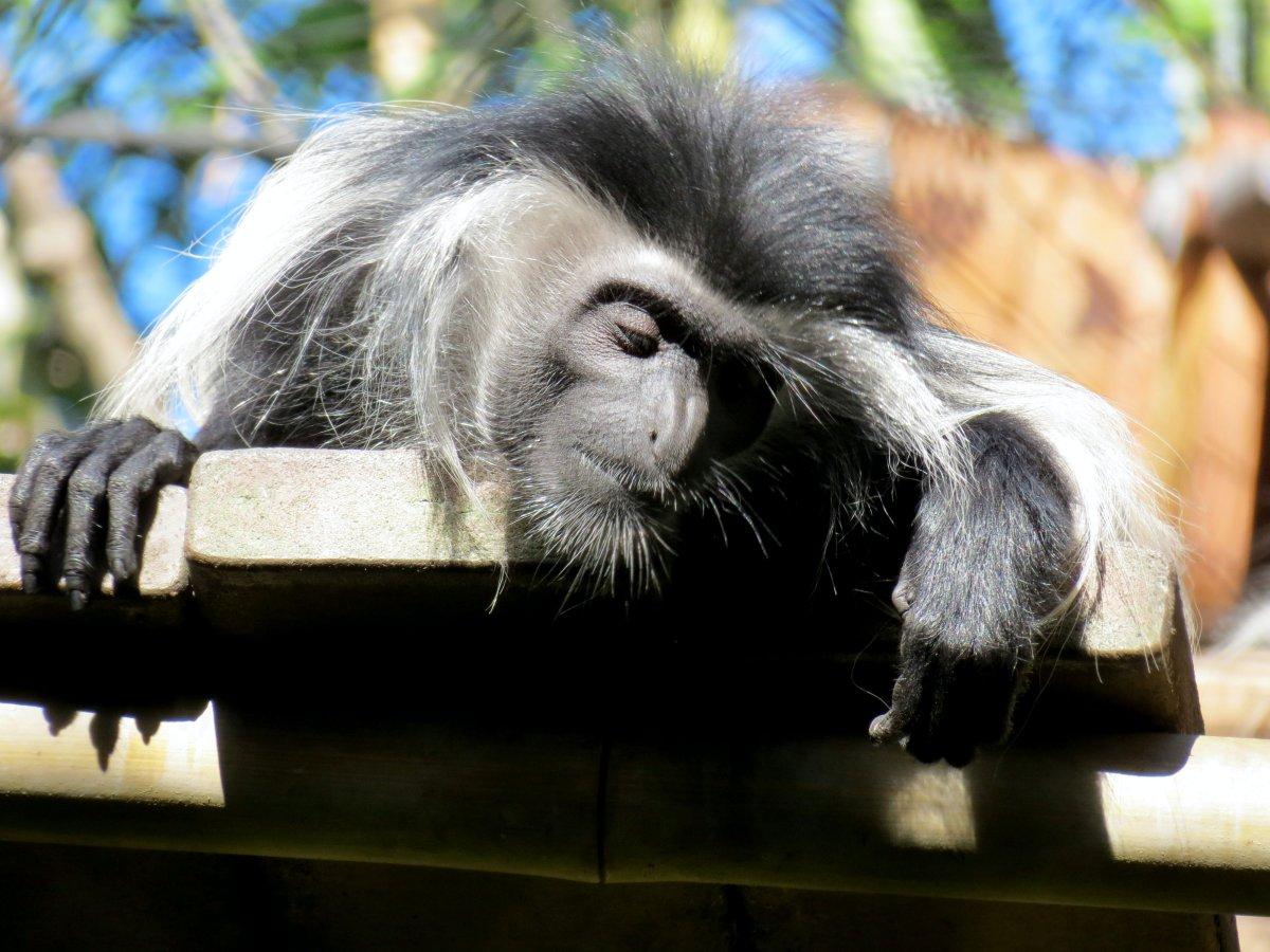 king colobus is among the togo animals