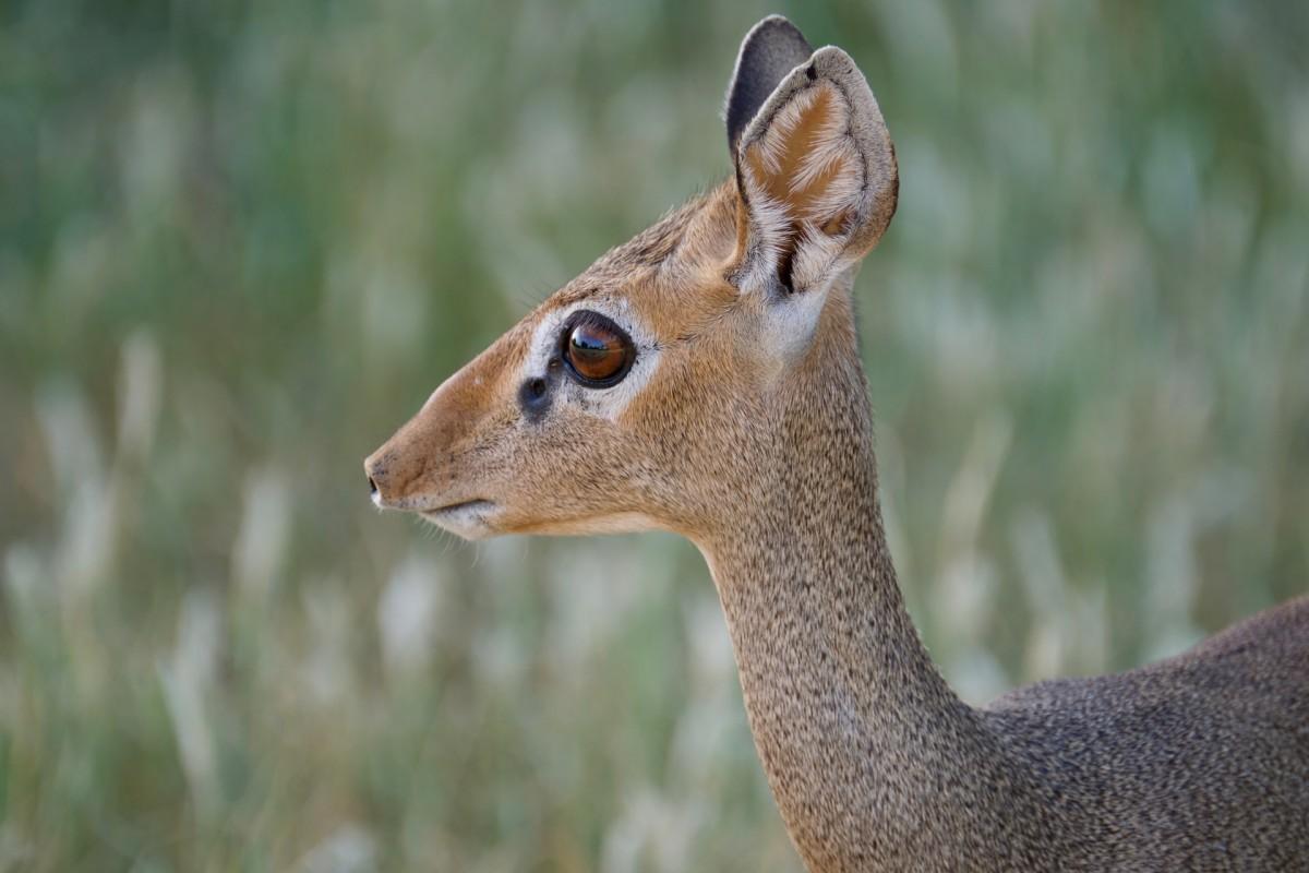 kirk's dik-dik is part of the botswana wildlife