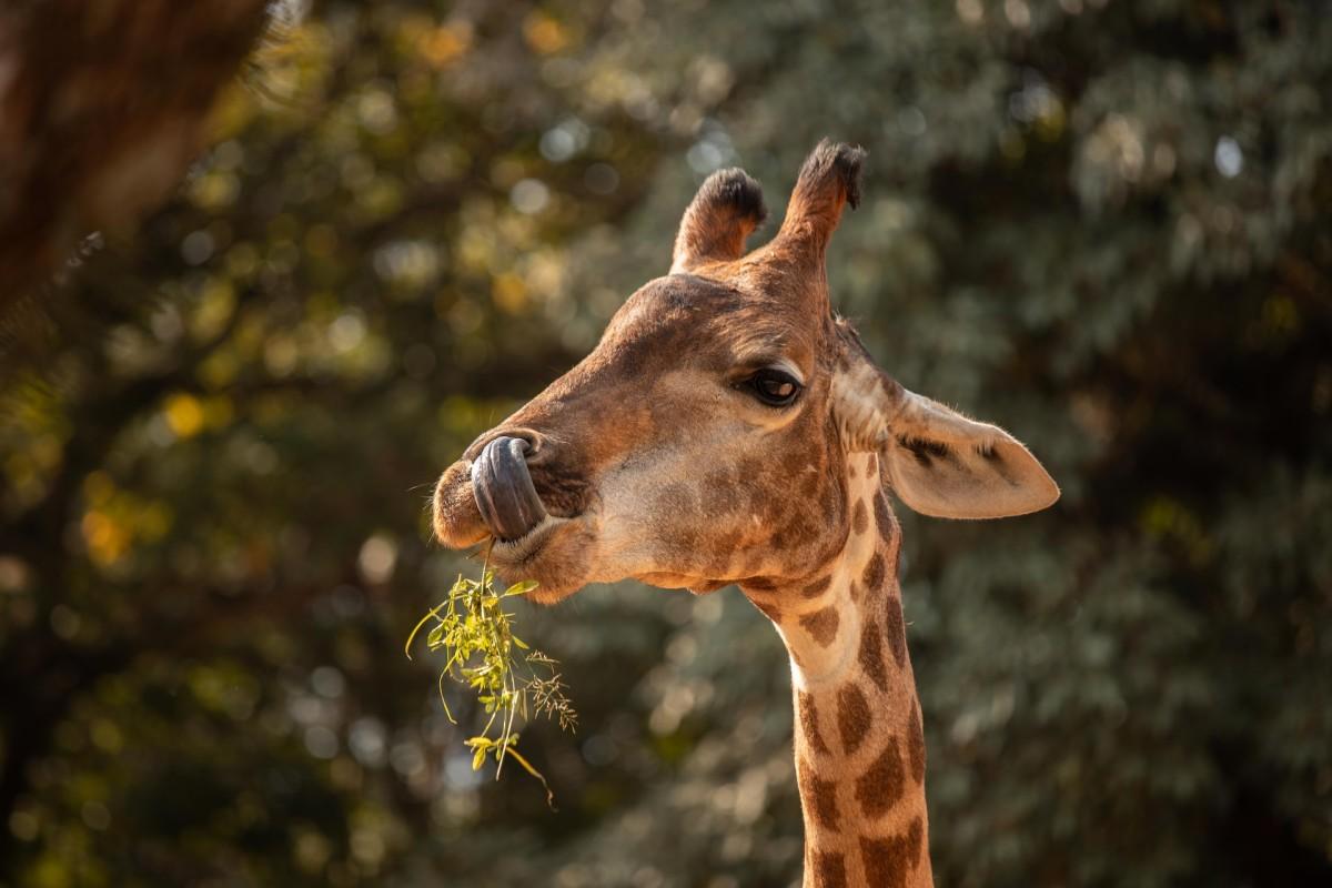kordofan giraffe is among the endangered animals in central africa